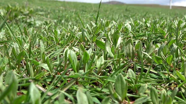 Bin bir zahmetle tek tek toplanıyor! Kendiliğinden yetişiyor faydası saymakla bitmiyor 2