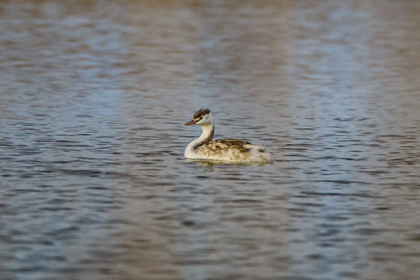 Bu kuş türü ilk kez görüntülendi 3