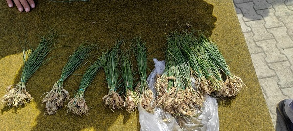 Her yerde bulunmuyor! Kilosu bin lira ama yok satıyor 2