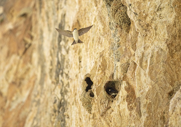 Kırlangıçların yaptığı yuvalar depremde hasar görmedi 13