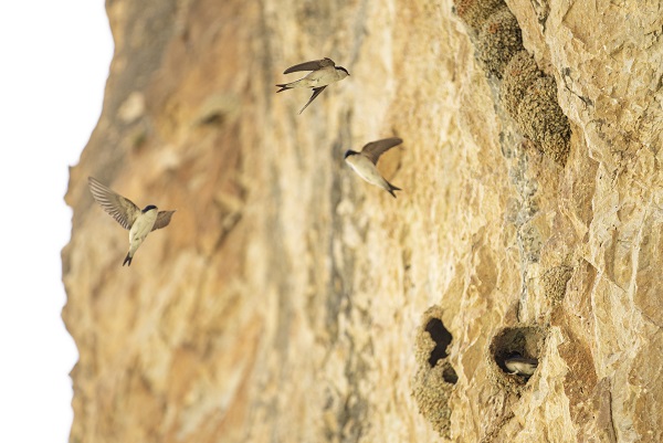 Kırlangıçların yaptığı yuvalar depremde hasar görmedi 6