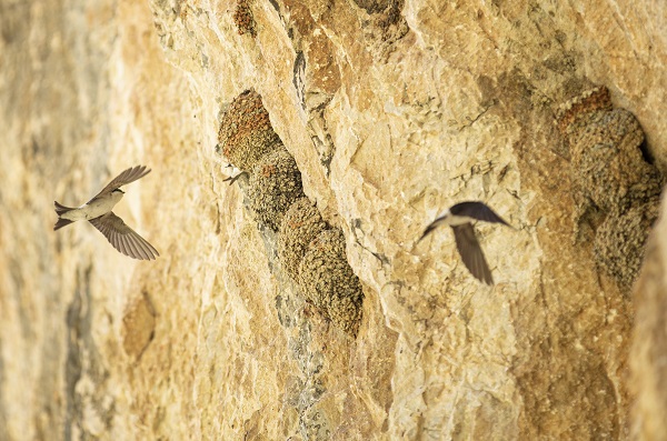 Kırlangıçların yaptığı yuvalar depremde hasar görmedi 11