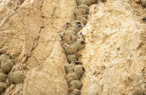 Kırlangıçların yaptığı yuvalar depremde hasar görmedi 12