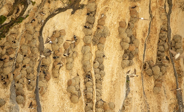 Kırlangıçların yaptığı yuvalar depremde hasar görmedi 5