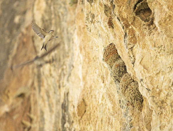Kırlangıçların yaptığı yuvalar depremde hasar görmedi 9