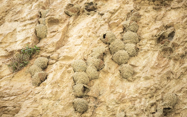 Kırlangıçların yaptığı yuvalar depremde hasar görmedi 10