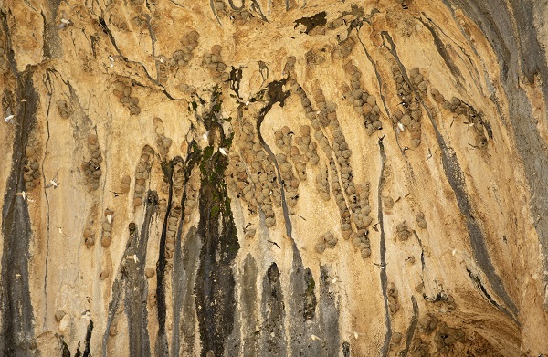 Kırlangıçların yaptığı yuvalar depremde hasar görmedi 1