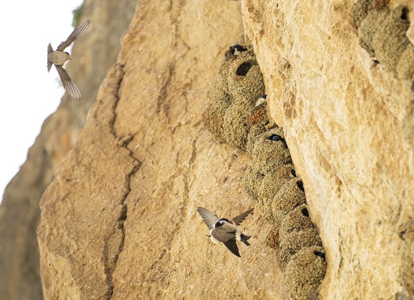 Kırlangıçların yaptığı yuvalar depremde hasar görmedi 7