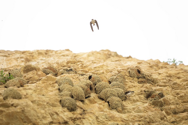 Kırlangıçların yaptığı yuvalar depremde hasar görmedi 8