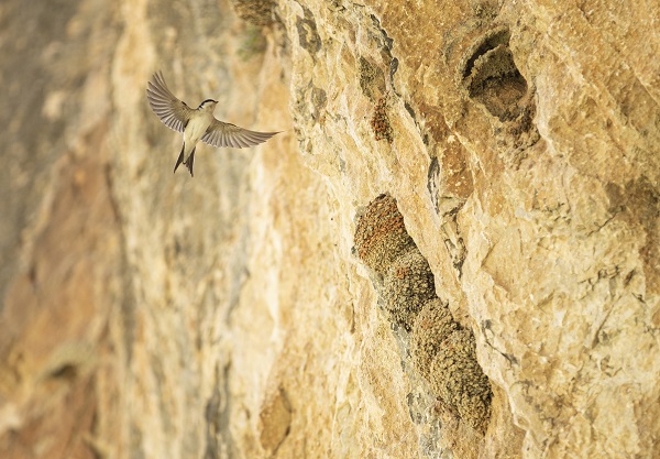 Kırlangıçların yaptığı yuvalar depremde hasar görmedi 3
