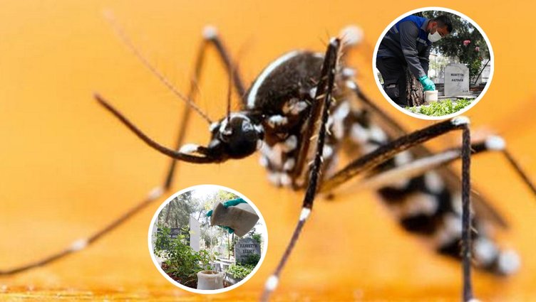 Bu sineğe dikkat: Birçok hastalığa sebep oluyor! 1