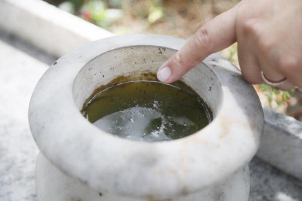 Bu sineğe dikkat: Birçok hastalığa sebep oluyor! 3