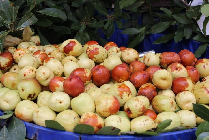 Antik zamanların şifa kaynağı! Yiyenin ömrü uzuyor: Günde 3 tanesi C vitamini depolarını fullüyor 3