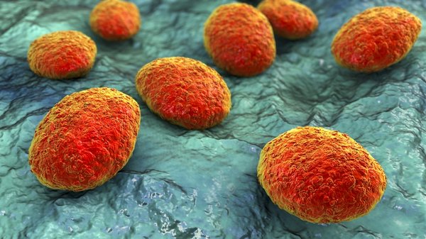 Sağlıklı diye yiyoruz ama bu şekilde tükettiğimizde bağırsaklarda parazite neden oluyor! Yemeden önce tekrar düşünün… 9