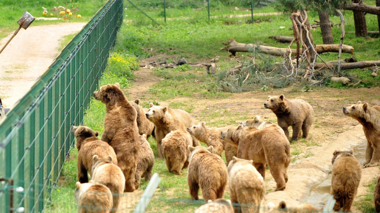 Bu leziz yemekler insanlar için değil! Bakın bu özel fırın kimler için çalışıyor 10