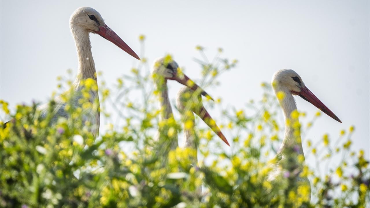 Bir varlar bir yoklar... Onlar İstanbul'un göçmen kuşları 1