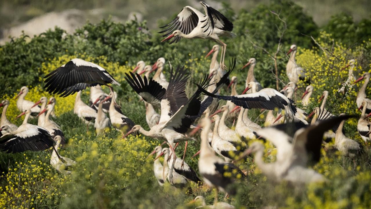 Bir varlar bir yoklar... Onlar İstanbul'un göçmen kuşları 12