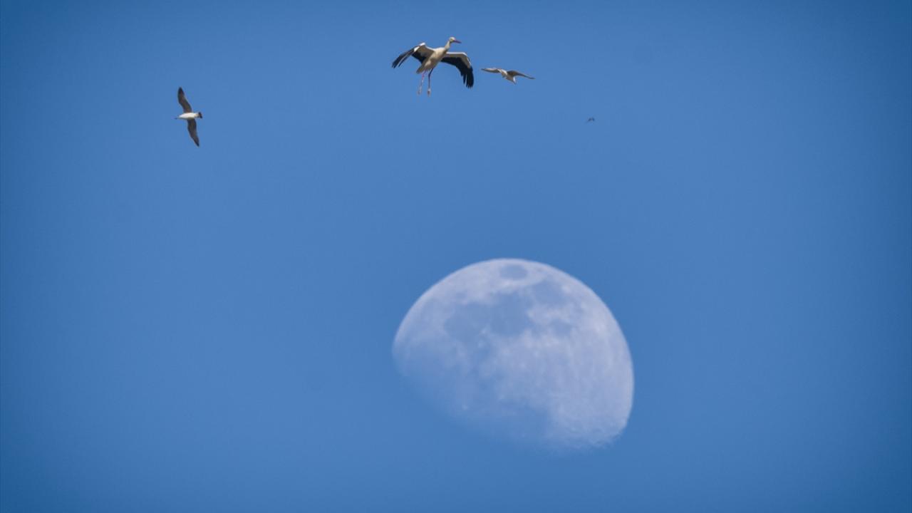 Bir varlar bir yoklar... Onlar İstanbul'un göçmen kuşları 9