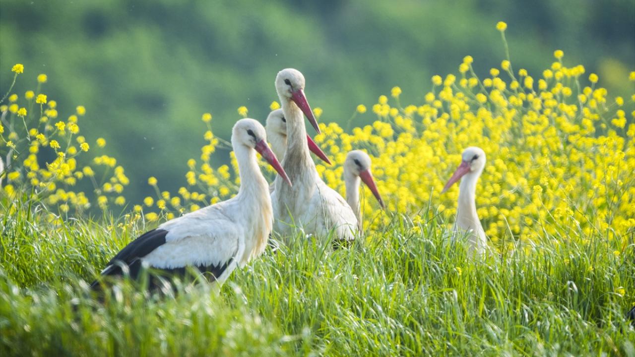 Bir varlar bir yoklar... Onlar İstanbul'un göçmen kuşları 10