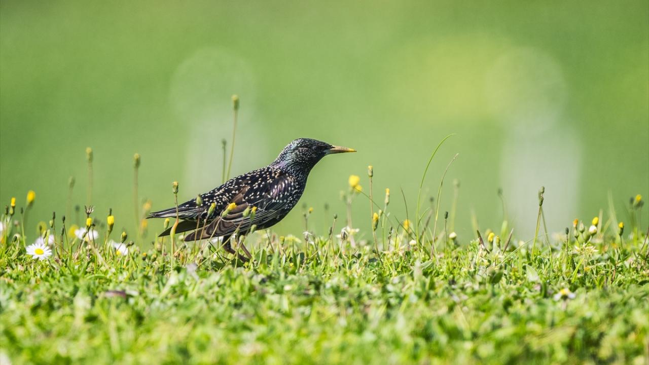 Bir varlar bir yoklar... Onlar İstanbul'un göçmen kuşları 11