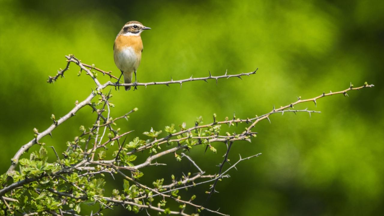 Bir varlar bir yoklar... Onlar İstanbul'un göçmen kuşları 3