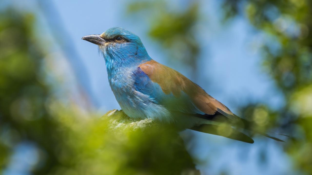 Bir varlar bir yoklar... Onlar İstanbul'un göçmen kuşları 2