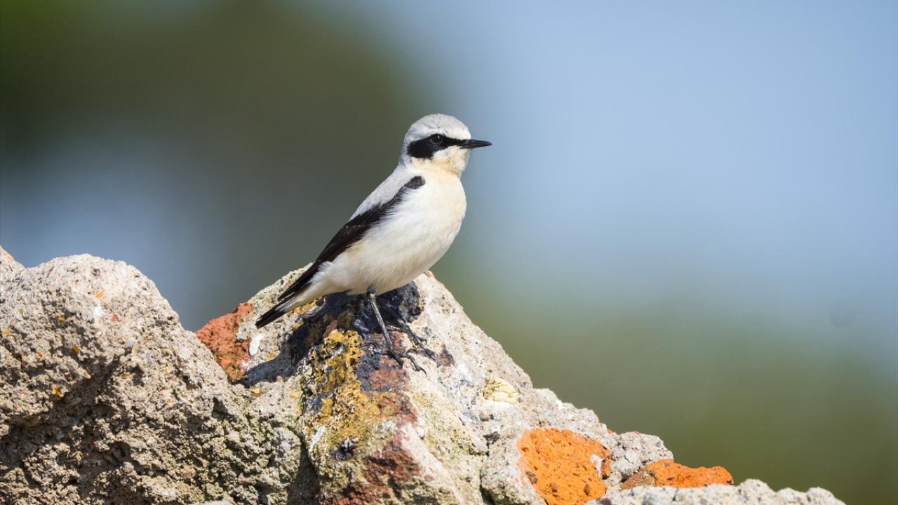 Bir varlar bir yoklar... Onlar İstanbul'un göçmen kuşları 4