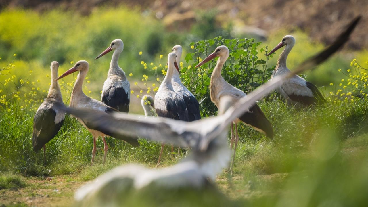 Bir varlar bir yoklar... Onlar İstanbul'un göçmen kuşları 8