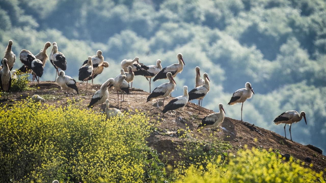 Bir varlar bir yoklar... Onlar İstanbul'un göçmen kuşları 7