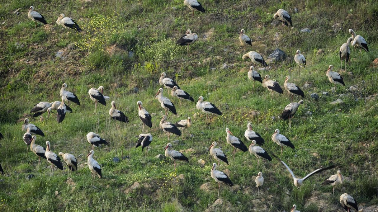 Bir varlar bir yoklar... Onlar İstanbul'un göçmen kuşları 6