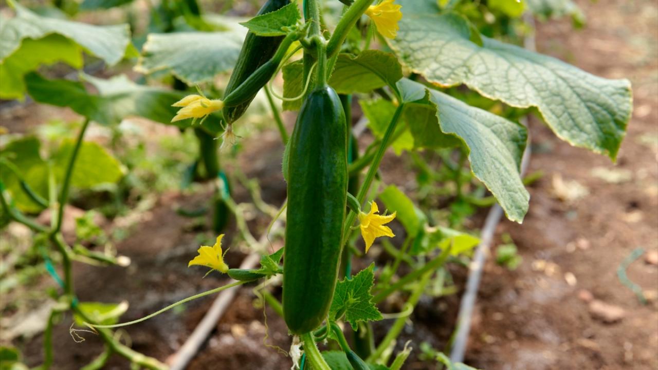 Kahramanmaraşlı depremzede çiftçiler hasat için serada 14