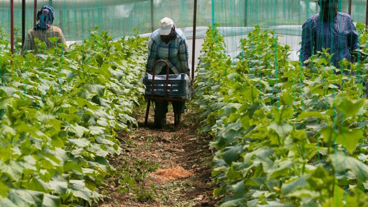 Kahramanmaraşlı depremzede çiftçiler hasat için serada 12