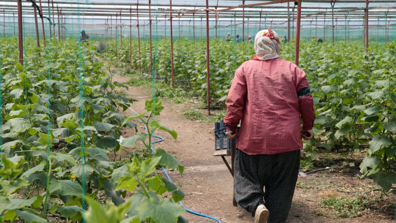 Kahramanmaraşlı depremzede çiftçiler hasat için serada 9
