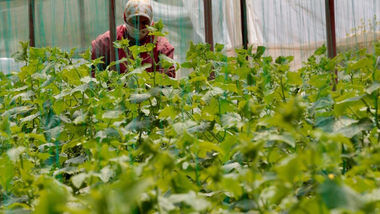 Kahramanmaraşlı depremzede çiftçiler hasat için serada 10