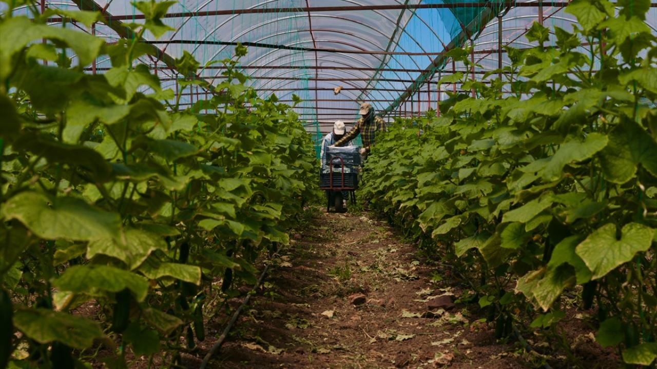 Kahramanmaraşlı depremzede çiftçiler hasat için serada 7