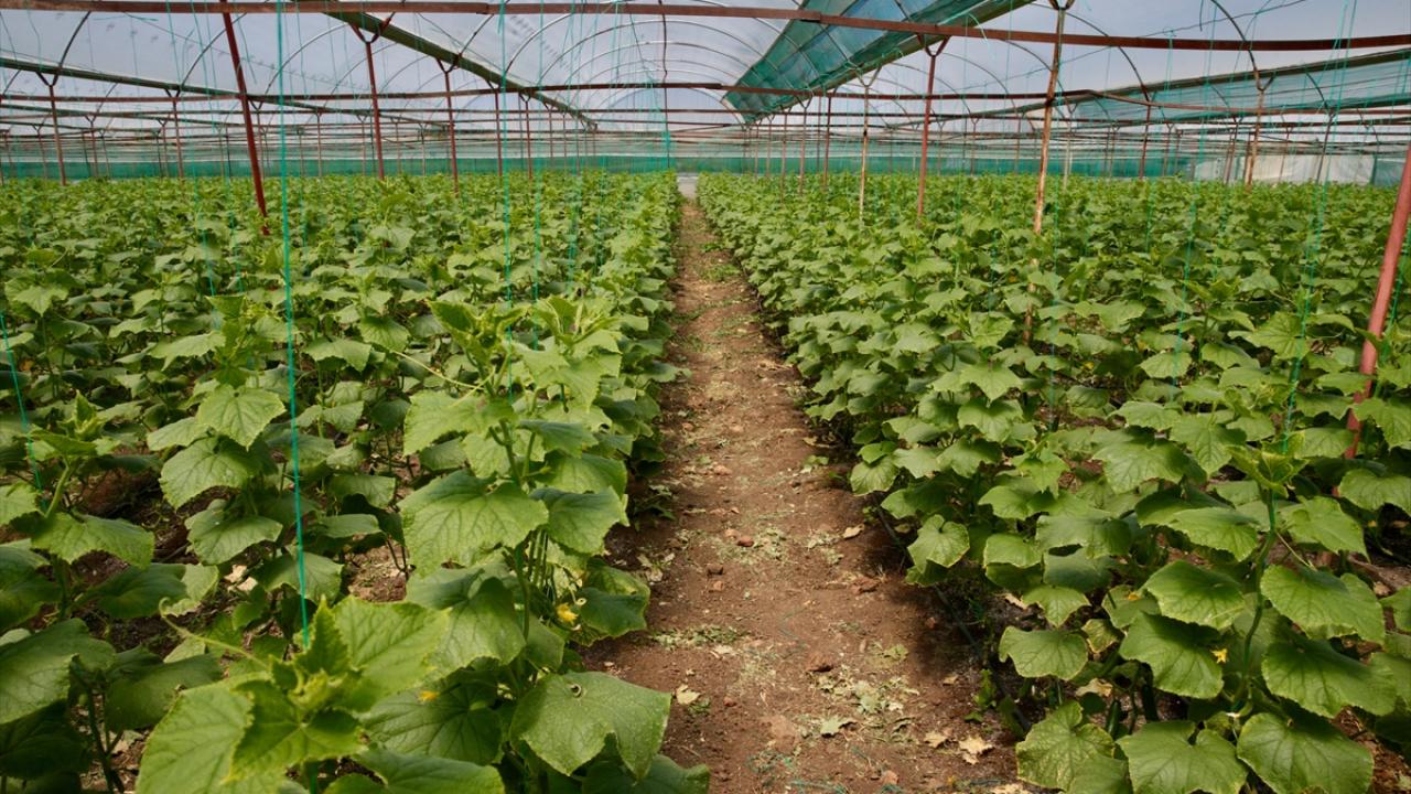 Kahramanmaraşlı depremzede çiftçiler hasat için serada 8