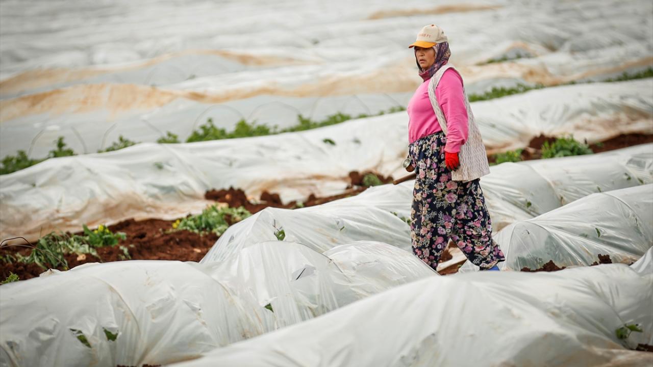 Kahramanmaraşlı depremzede çiftçiler hasat için serada 1