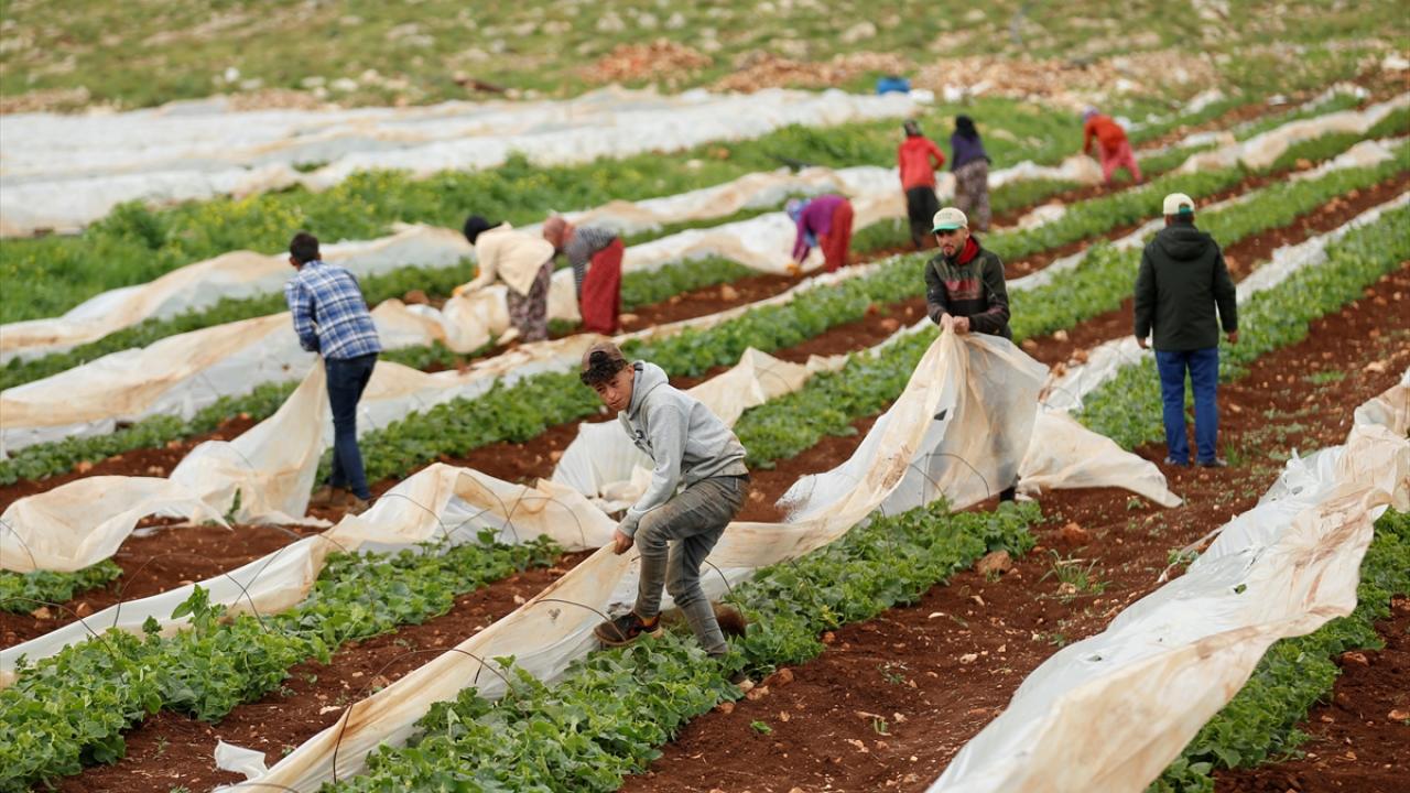 Kahramanmaraşlı depremzede çiftçiler hasat için serada 6