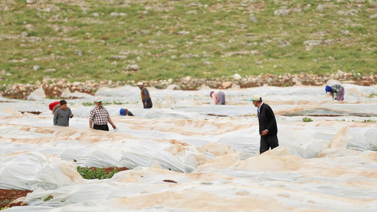 Kahramanmaraşlı depremzede çiftçiler hasat için serada 3