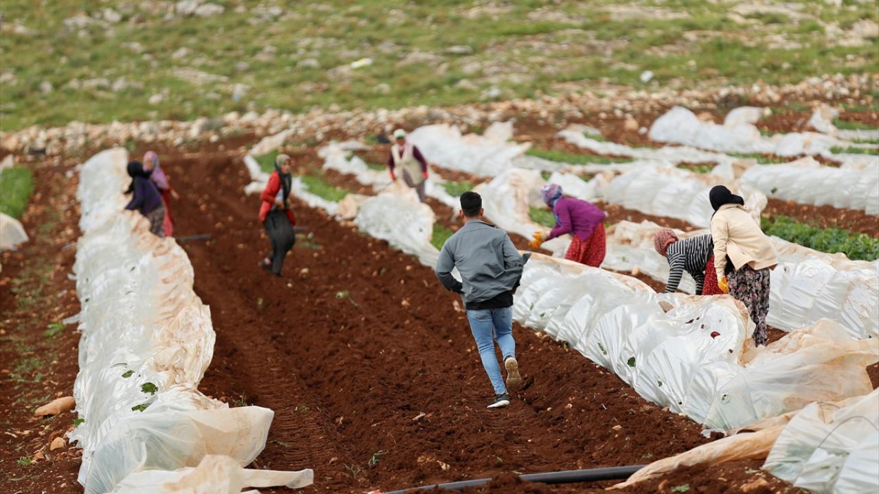 Kahramanmaraşlı depremzede çiftçiler hasat için serada 2