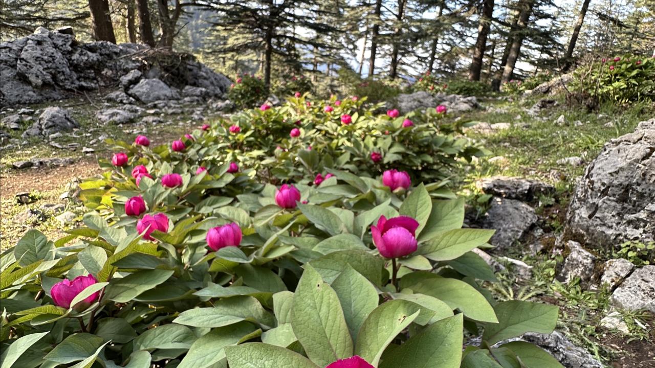 Bu çiçeği koparana 244 bin lira ceza… Nedenini duyunca şaşıracaksınız 15