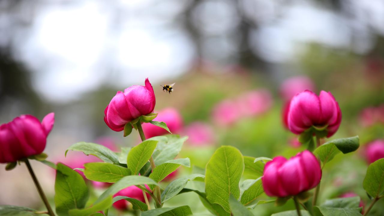 Bu çiçeği koparana 244 bin lira ceza… Nedenini duyunca şaşıracaksınız 12