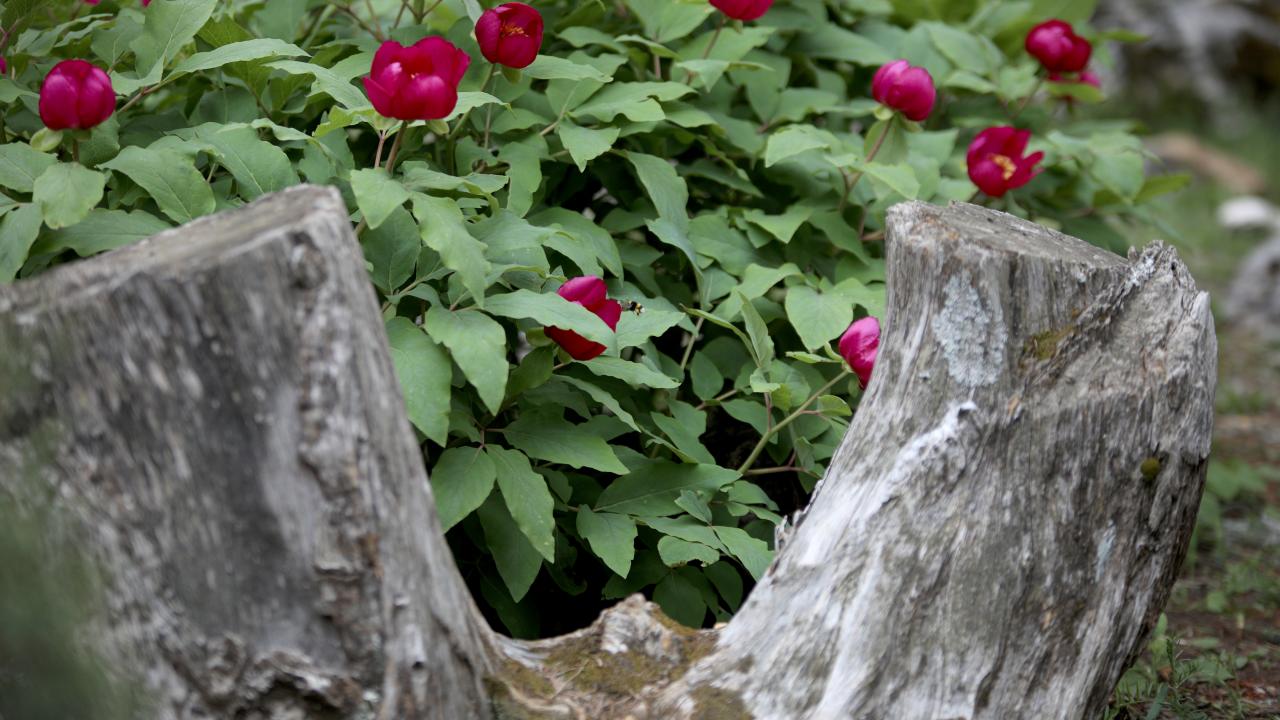 Bu çiçeği koparana 244 bin lira ceza… Nedenini duyunca şaşıracaksınız 6