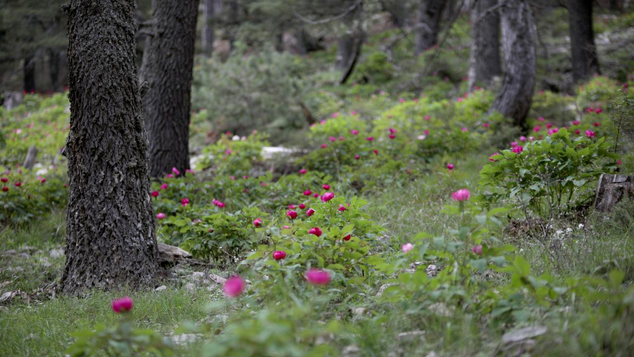 Bu çiçeği koparana 244 bin lira ceza… Nedenini duyunca şaşıracaksınız 3
