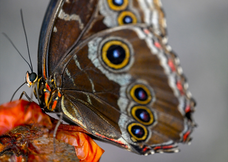 Halkın bir günlük ömür biçtiği 'pullu kanatlar' 16