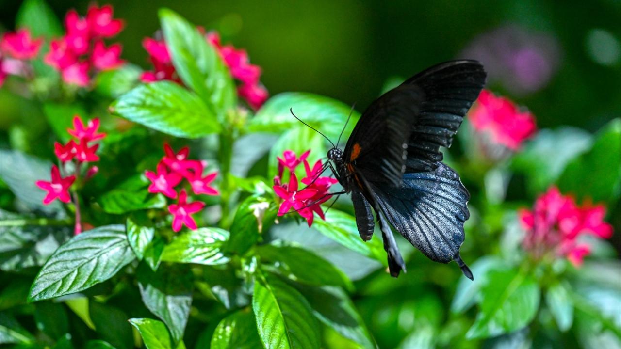 Halkın bir günlük ömür biçtiği 'pullu kanatlar' 17