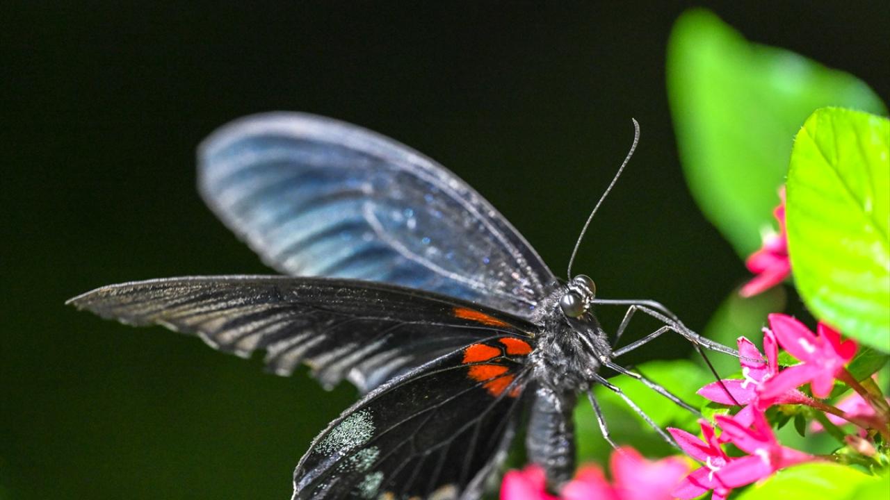 Halkın bir günlük ömür biçtiği 'pullu kanatlar' 3
