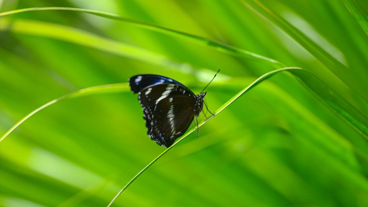 Halkın bir günlük ömür biçtiği 'pullu kanatlar' 13