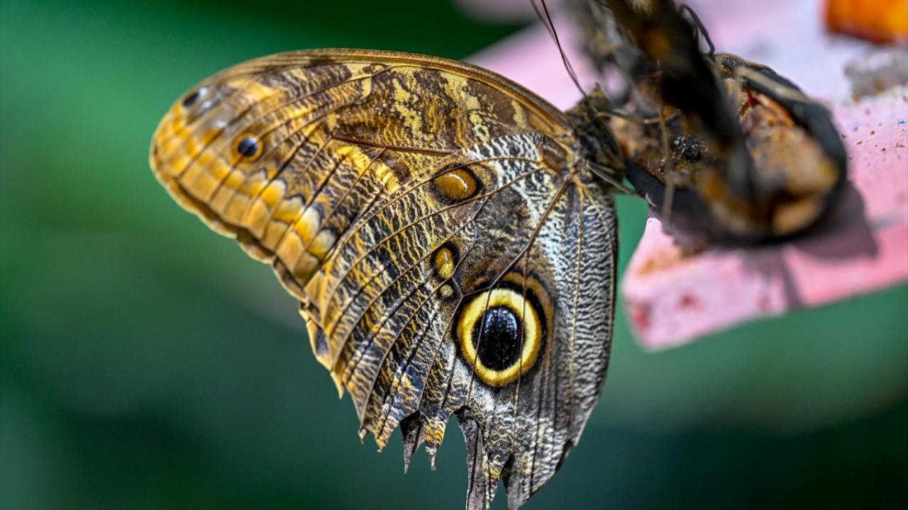 Halkın bir günlük ömür biçtiği 'pullu kanatlar' 14