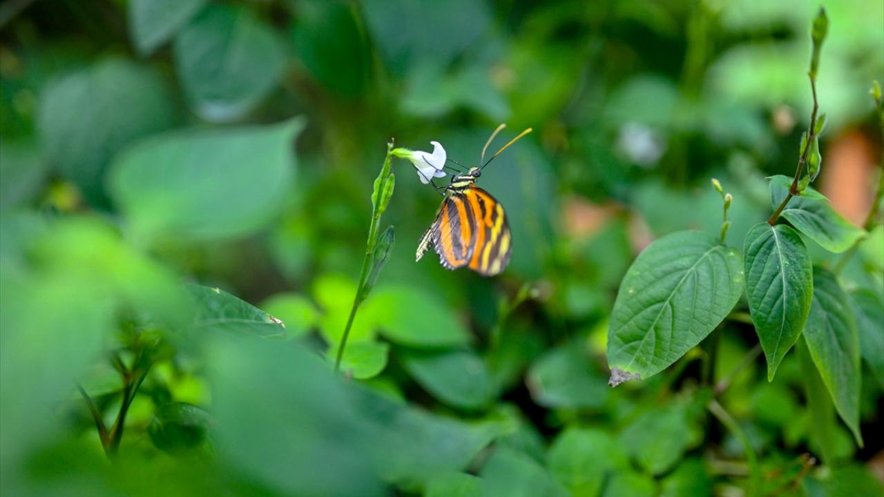 Halkın bir günlük ömür biçtiği 'pullu kanatlar' 11